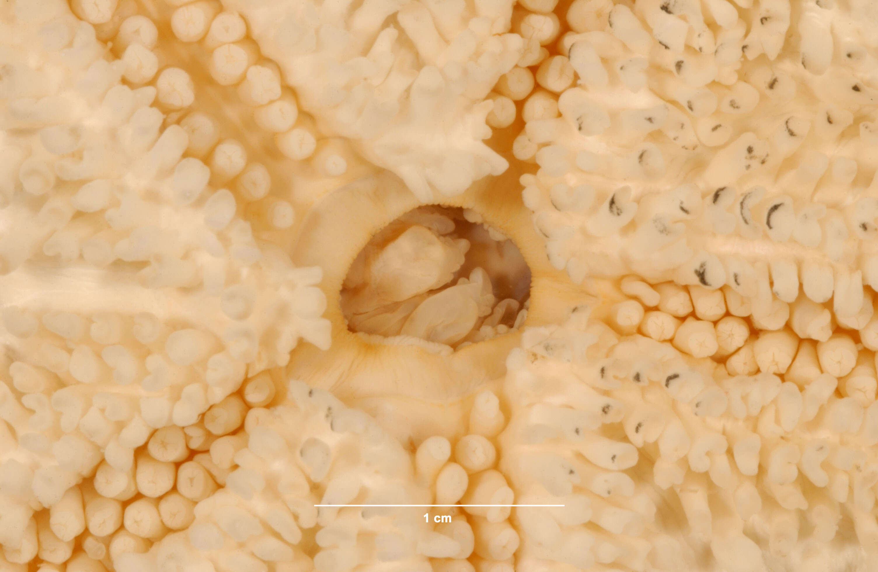 Image of Poraniopsis inflata (Fisher 1906)