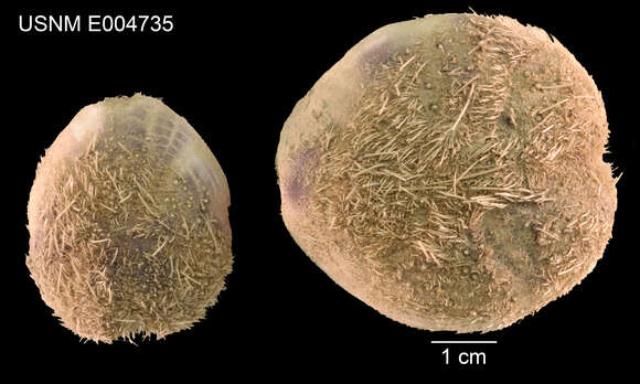 Image of Eupatagus obscurus (A. Agassiz & H. L. Clark 1907)