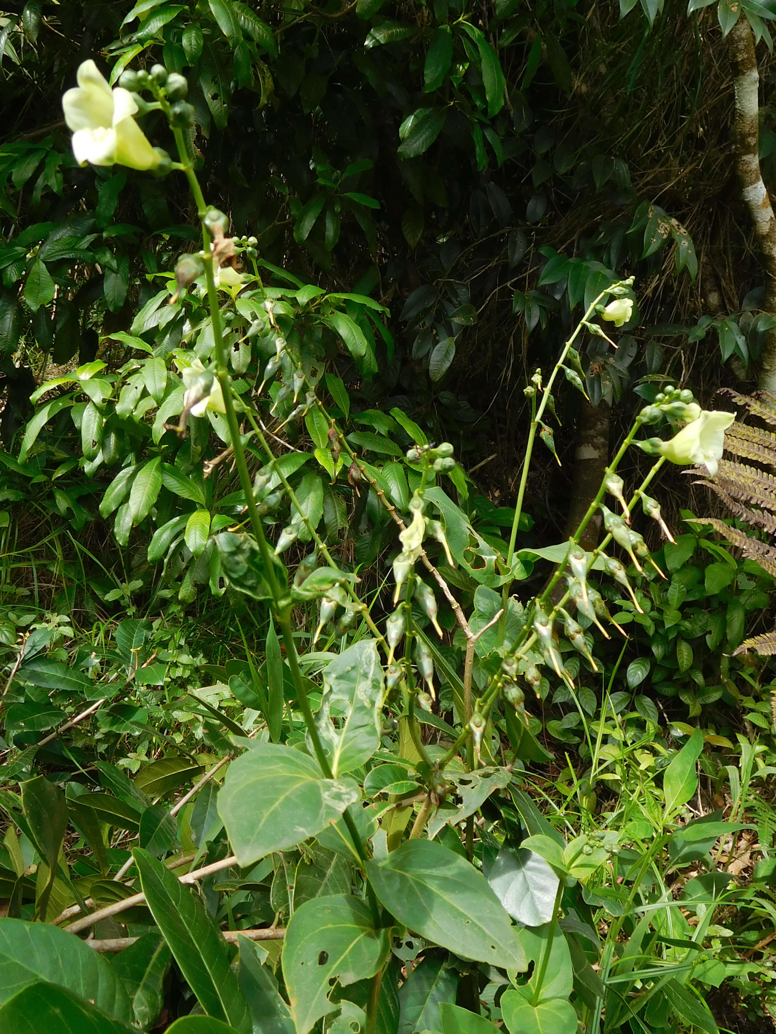 Image of Chelonanthus grandiflorus (Aubl.) E. Hassl.