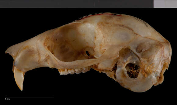 Image of Glaucomys volans madrensis Goldman 1936