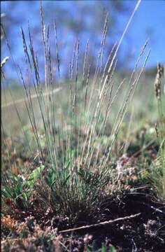 Image of Elymus L.