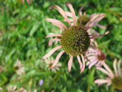 Image de Echinacea Moench