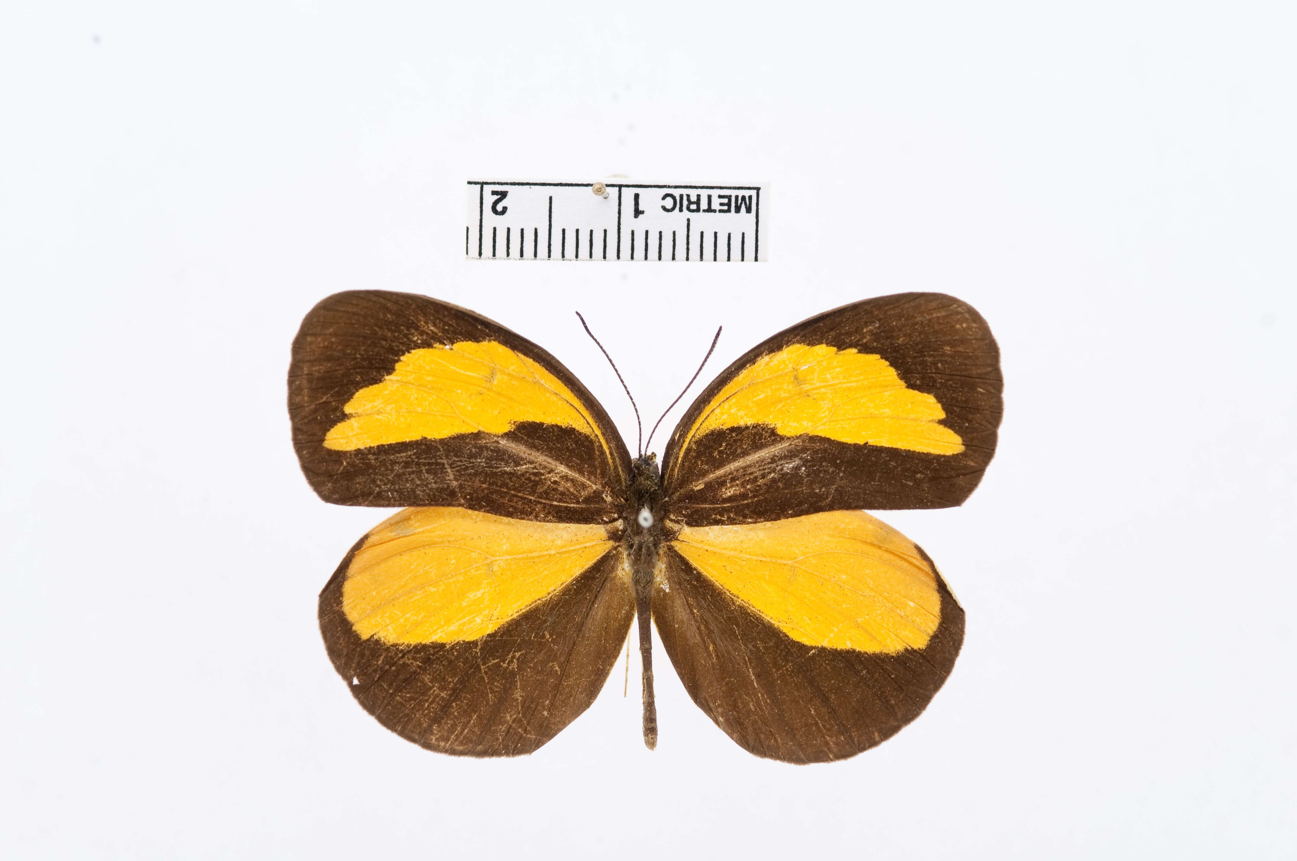 Image of Eurema tominia (Snellen van Vollenhoven 1865)
