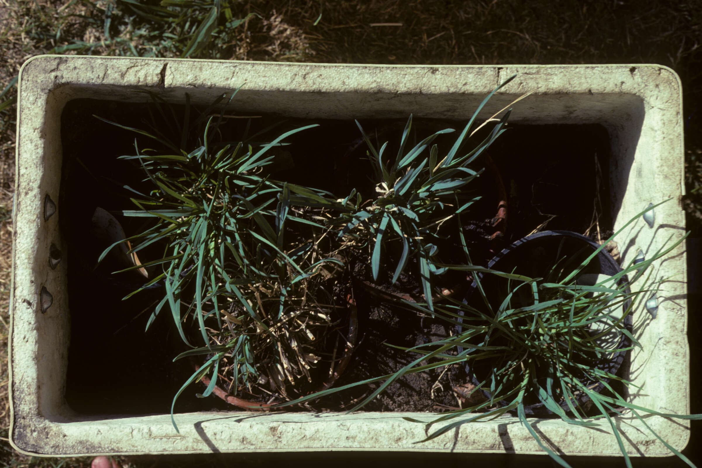 Image of New Mexico bluegrass