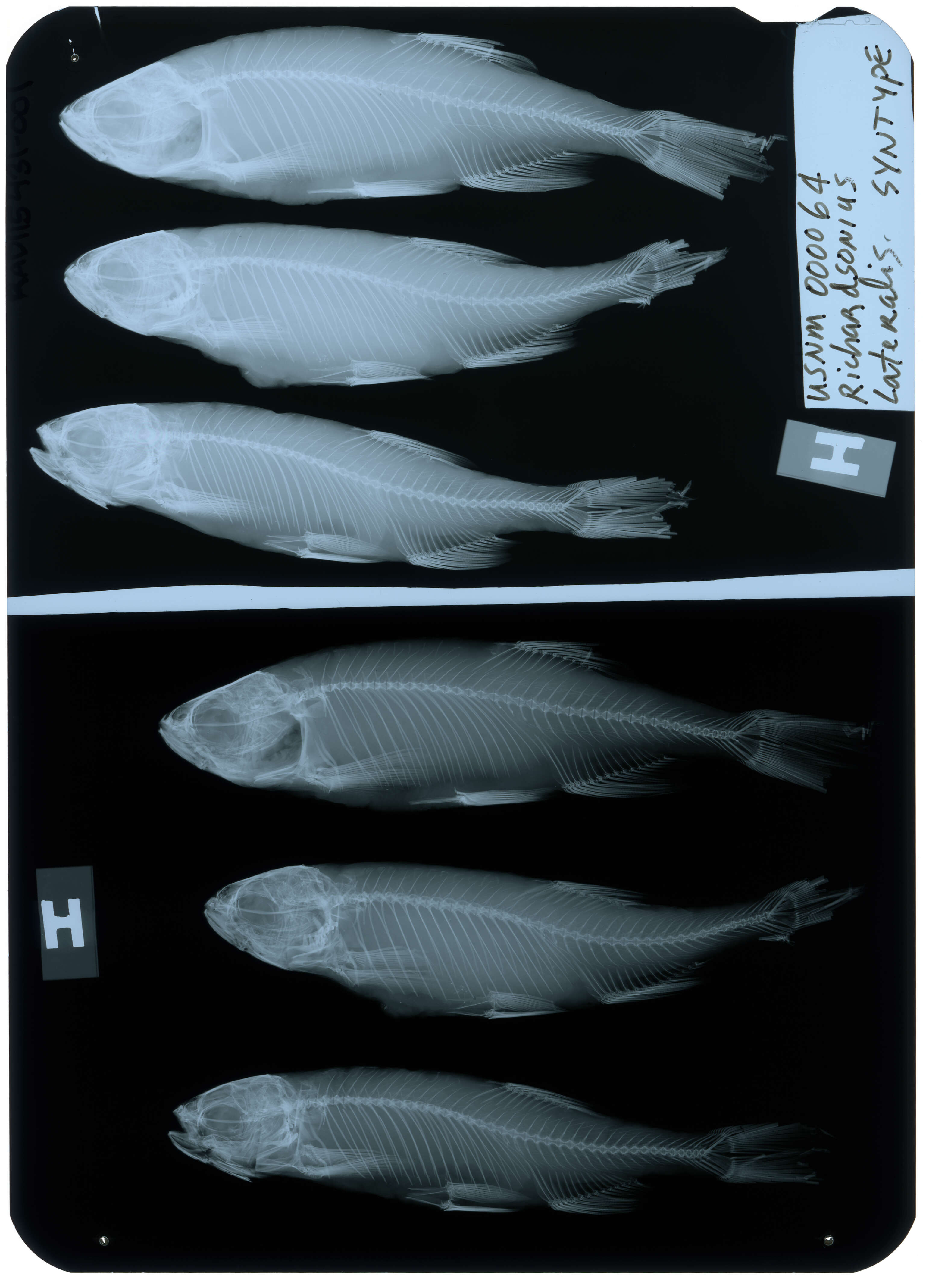 Слика од Richardsonius lateralis Girard 1856