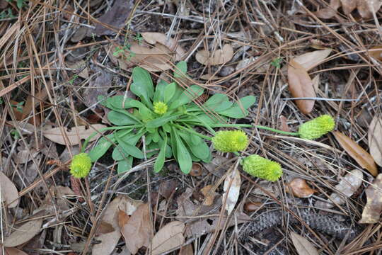 Image of candyroot