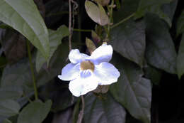 Image of Bengal clock vine