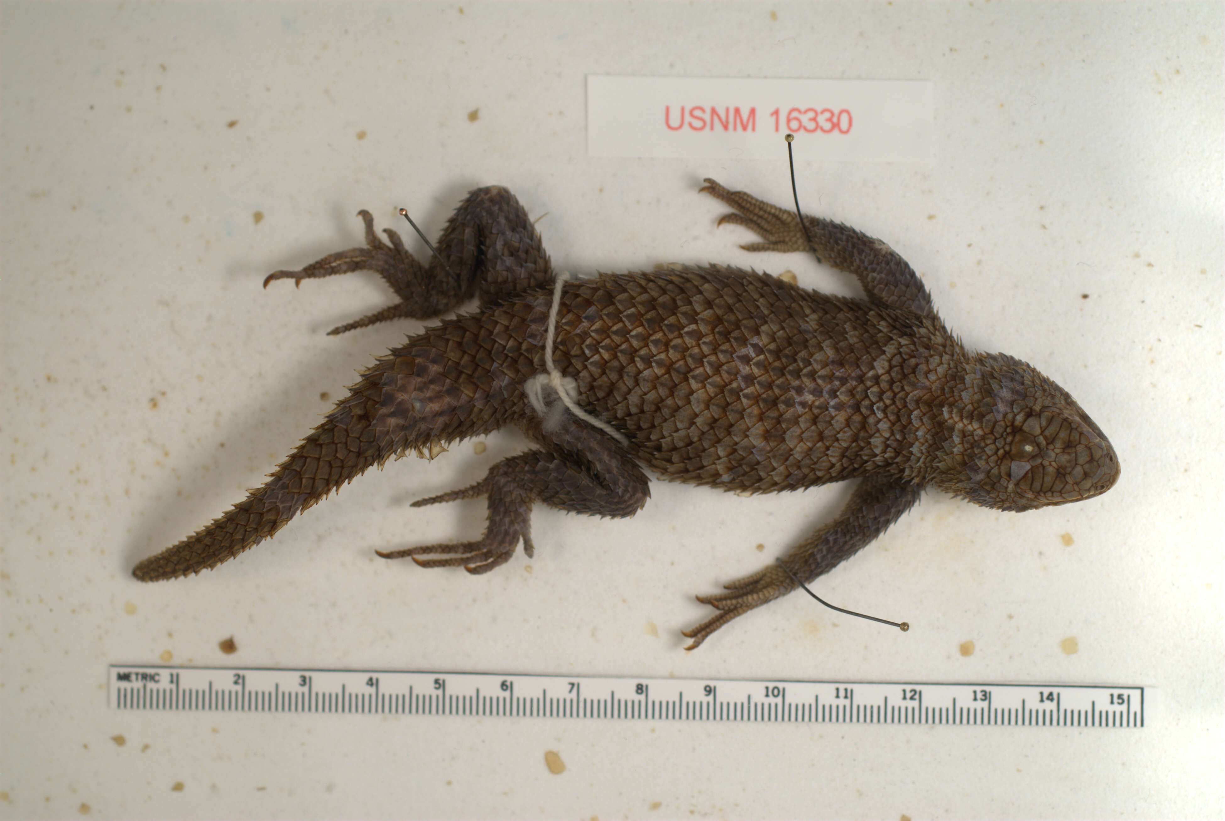 Image of Granite Spiny Lizard