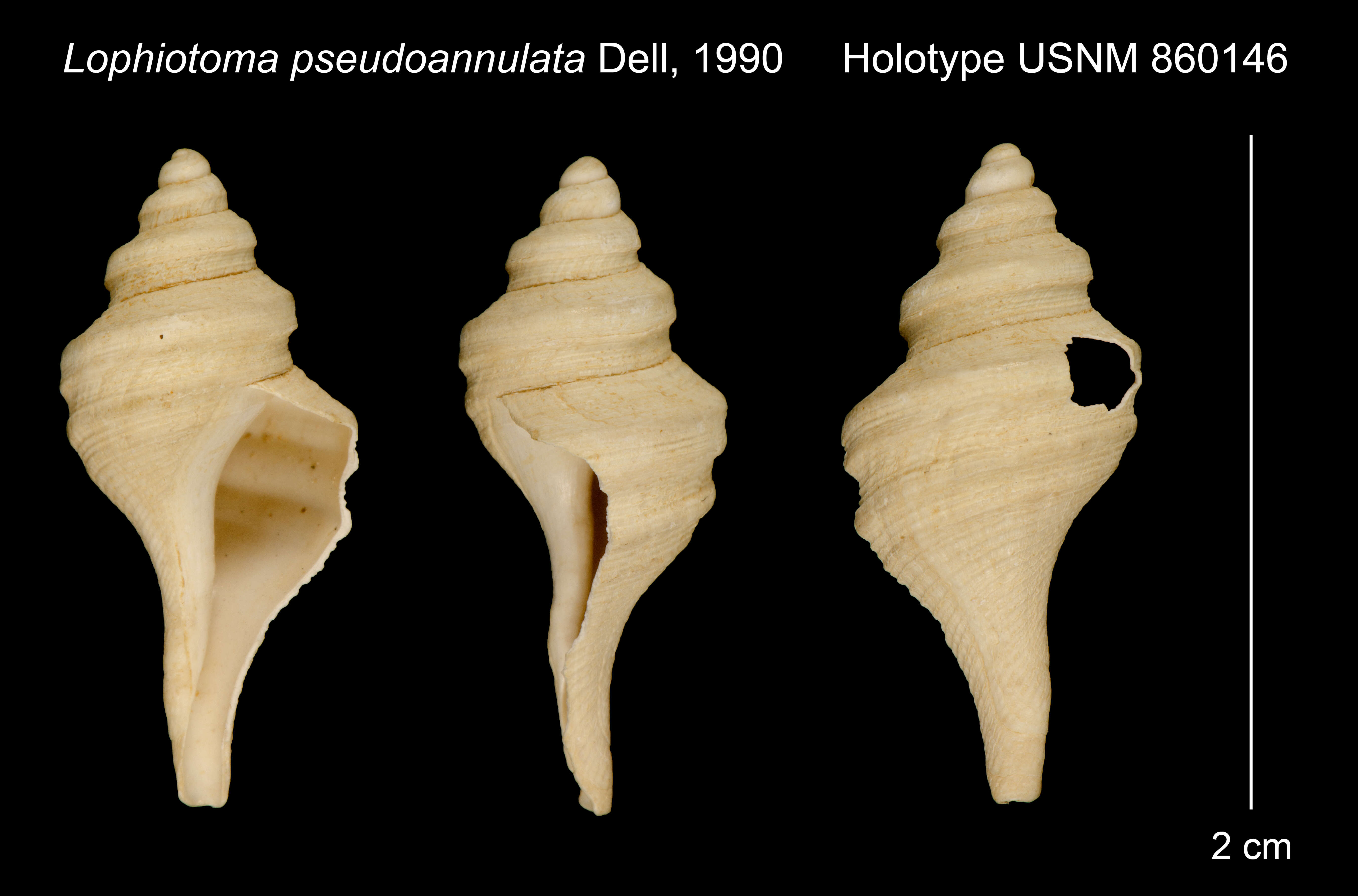 Sivun Lophiotoma pseudoannulata Dell 1990 kuva