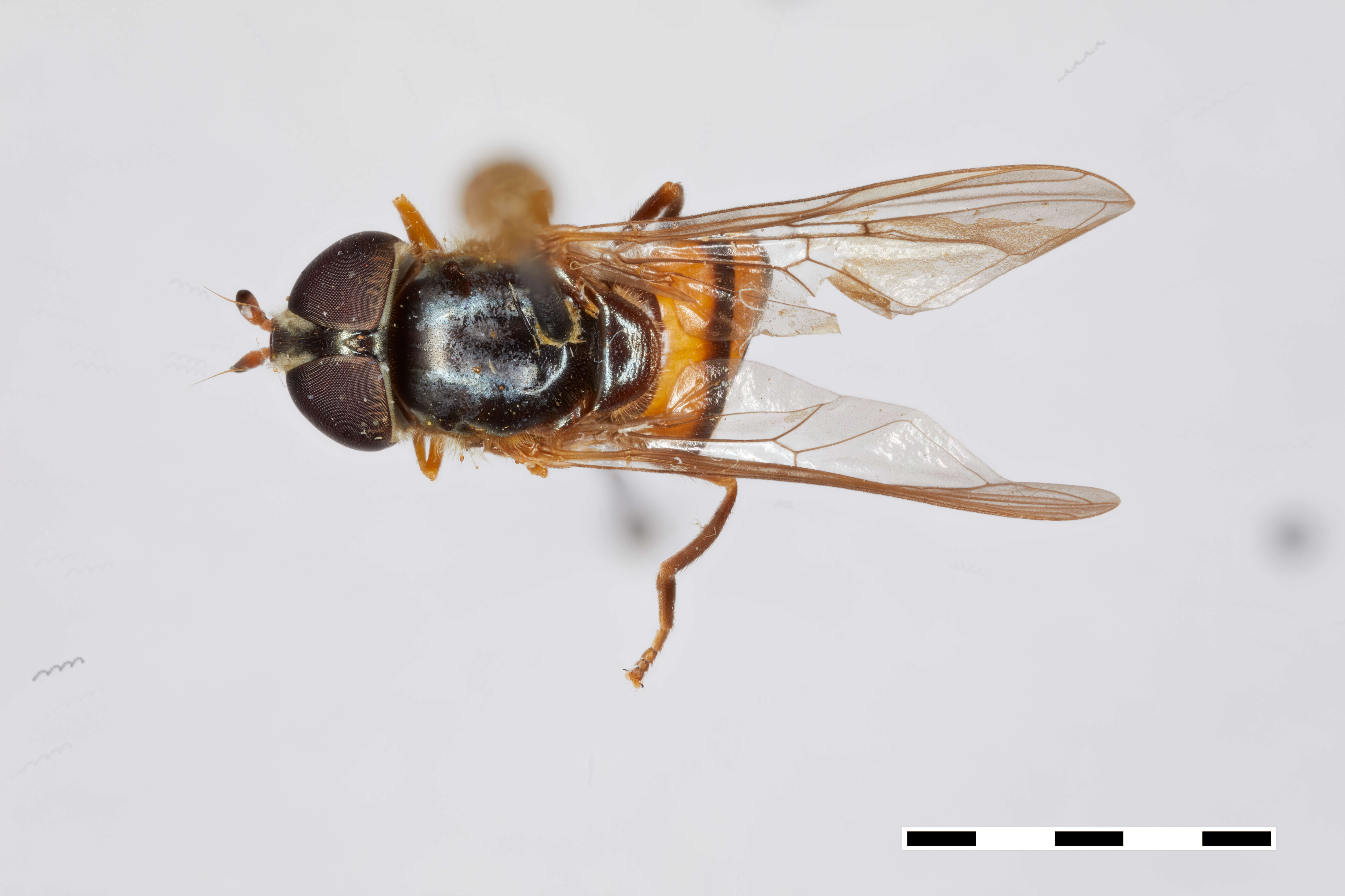 Sivun Xanthandrus tricinctus Thompson 1981 kuva