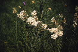 Image of whorled milkweed