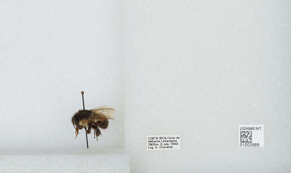 Image of Bombus ephippiatus Say 1837