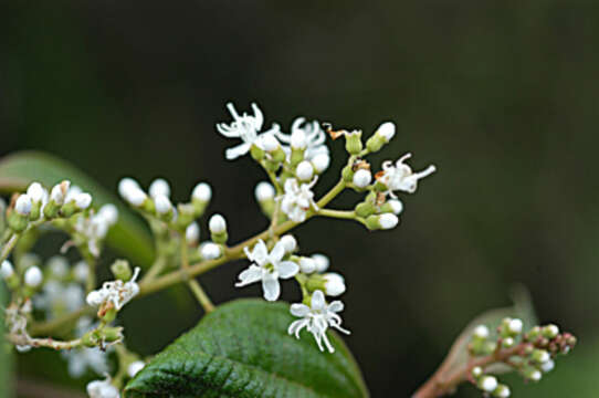 Image de Miconia laevigata (L.) DC.