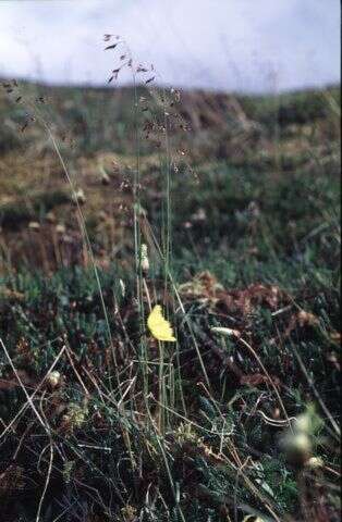 Image of Leiberg's Blue Grass