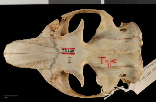 Plancia ëd Marmota caligata okanagana (King 1836)