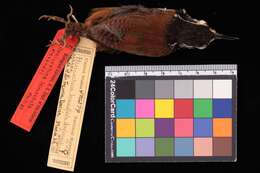 Image of Henicorhina leucosticta alexandri Phillips & AR 1986