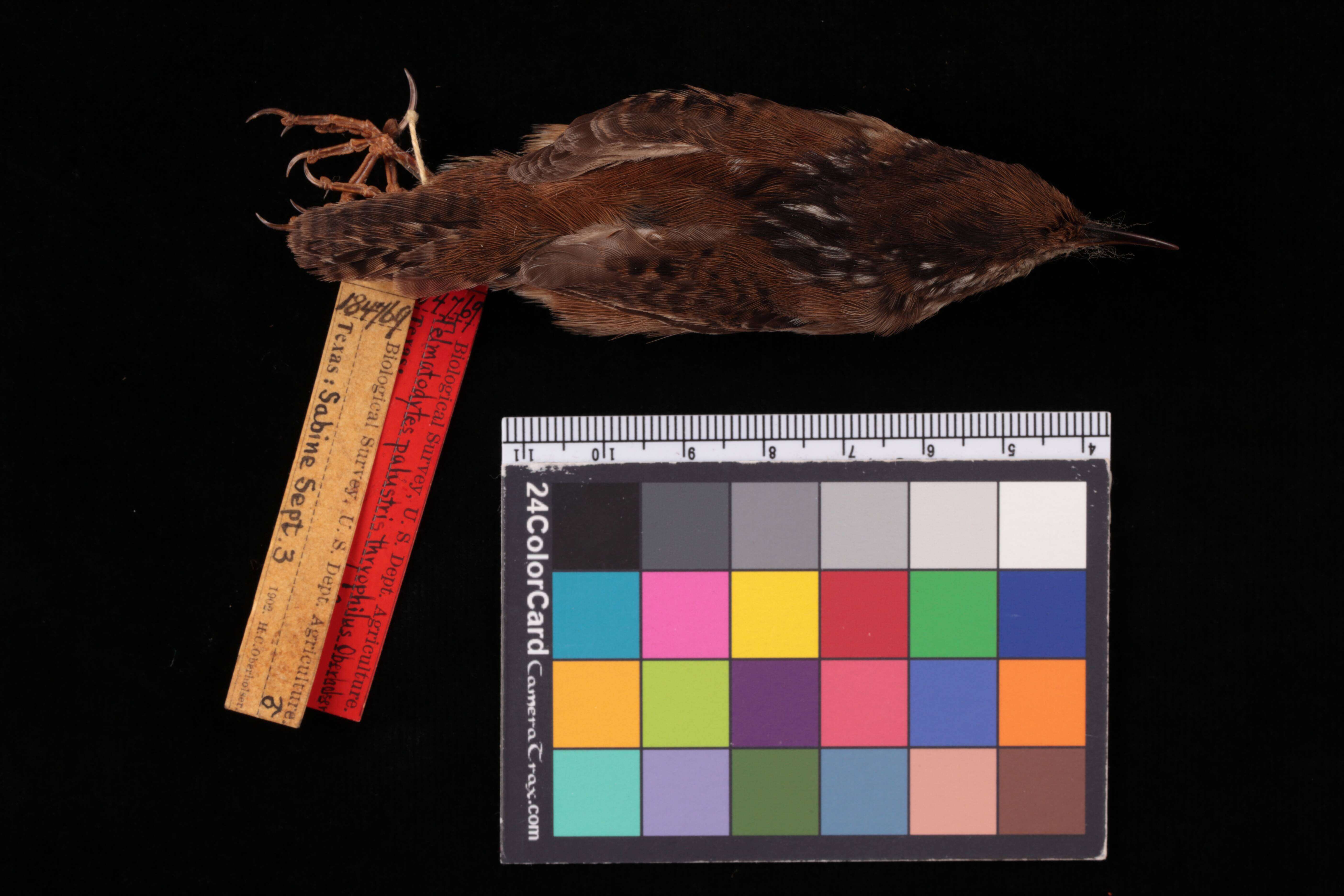 Image of Marsh Wren