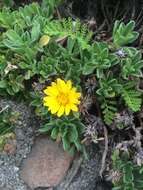 Image of sessileflower false goldenaster