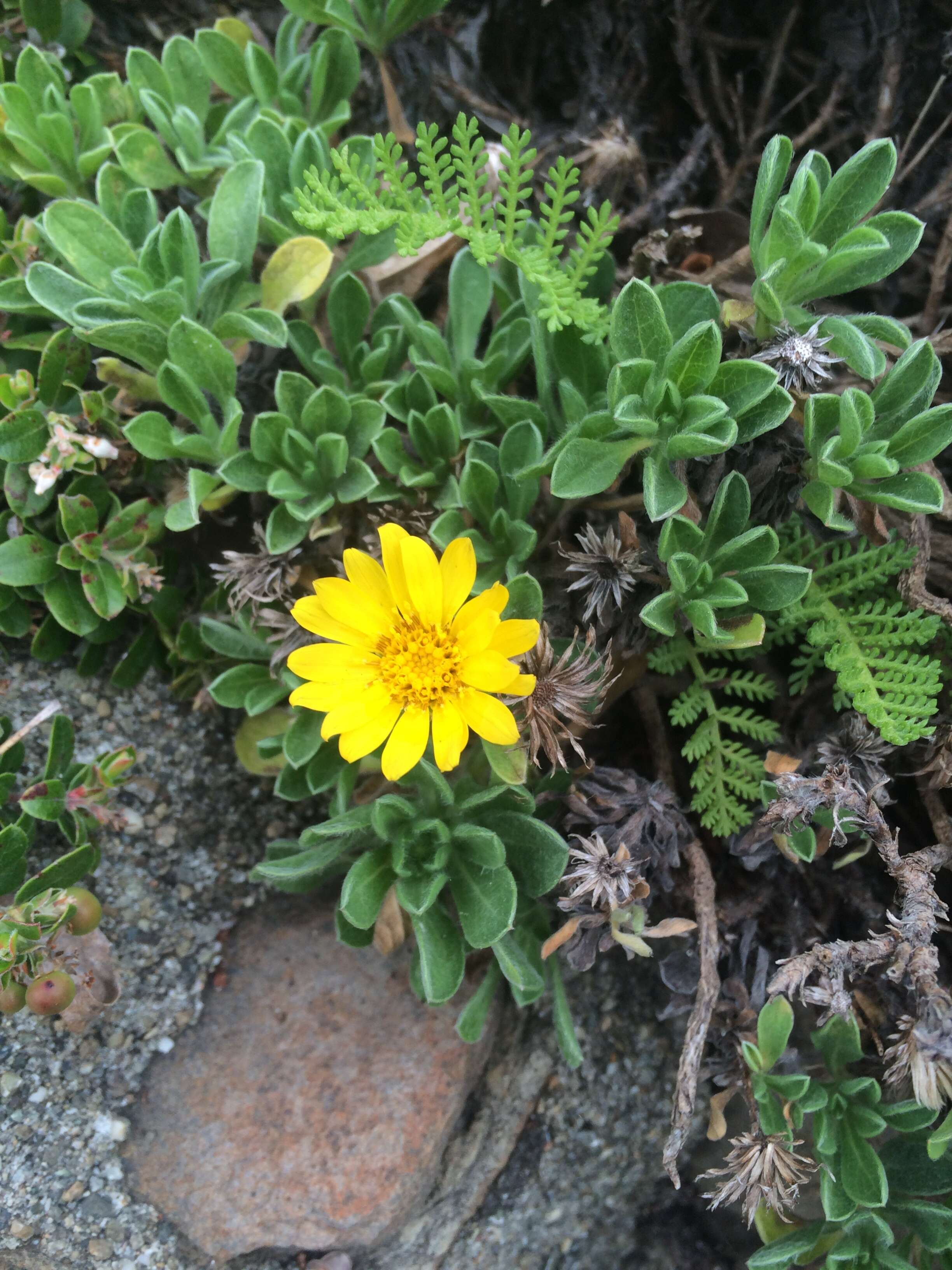 Image of sessileflower false goldenaster