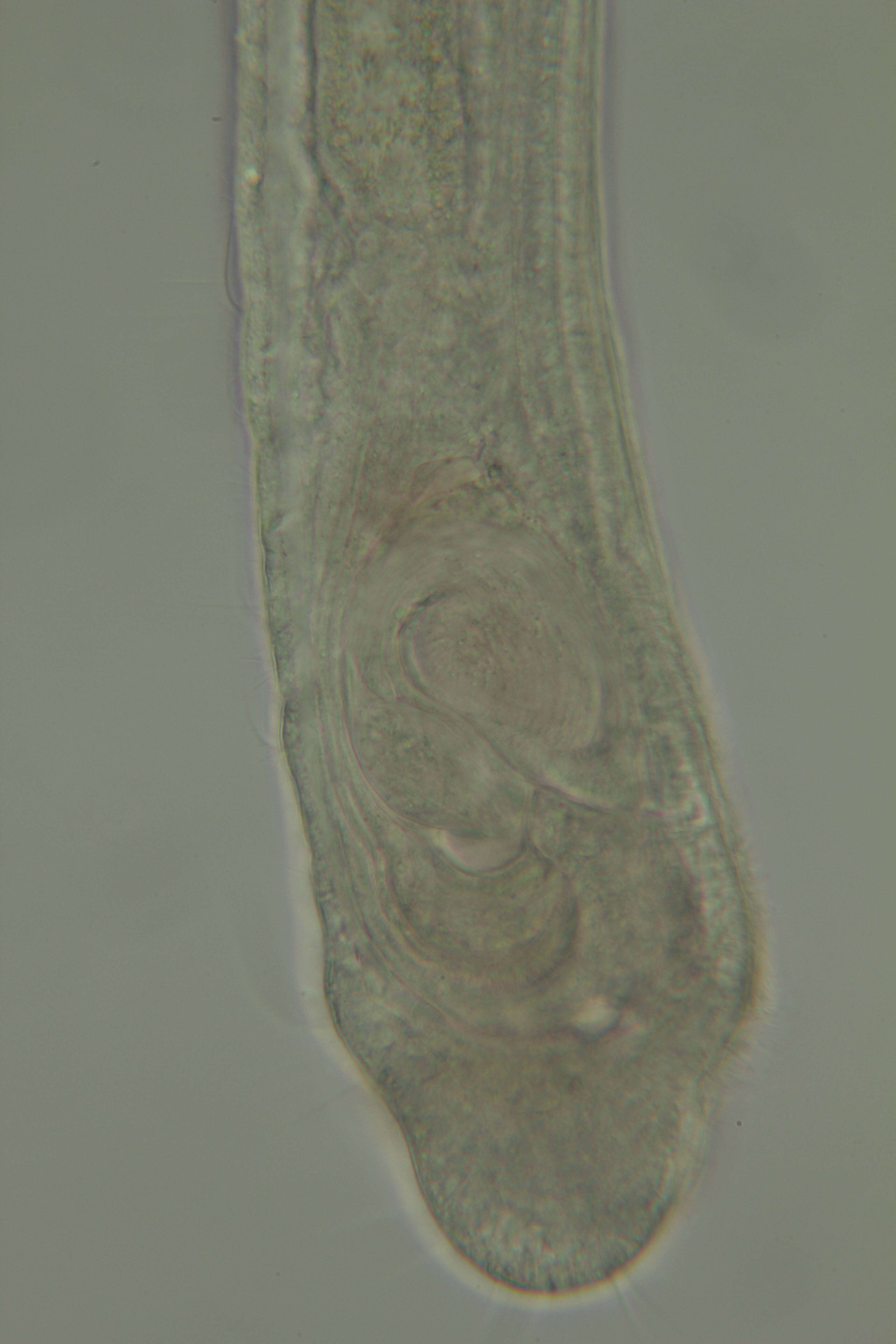 Plancia ëd Meiodrilus Martínez, Di Domenico, Rouse & Worsaae 2015