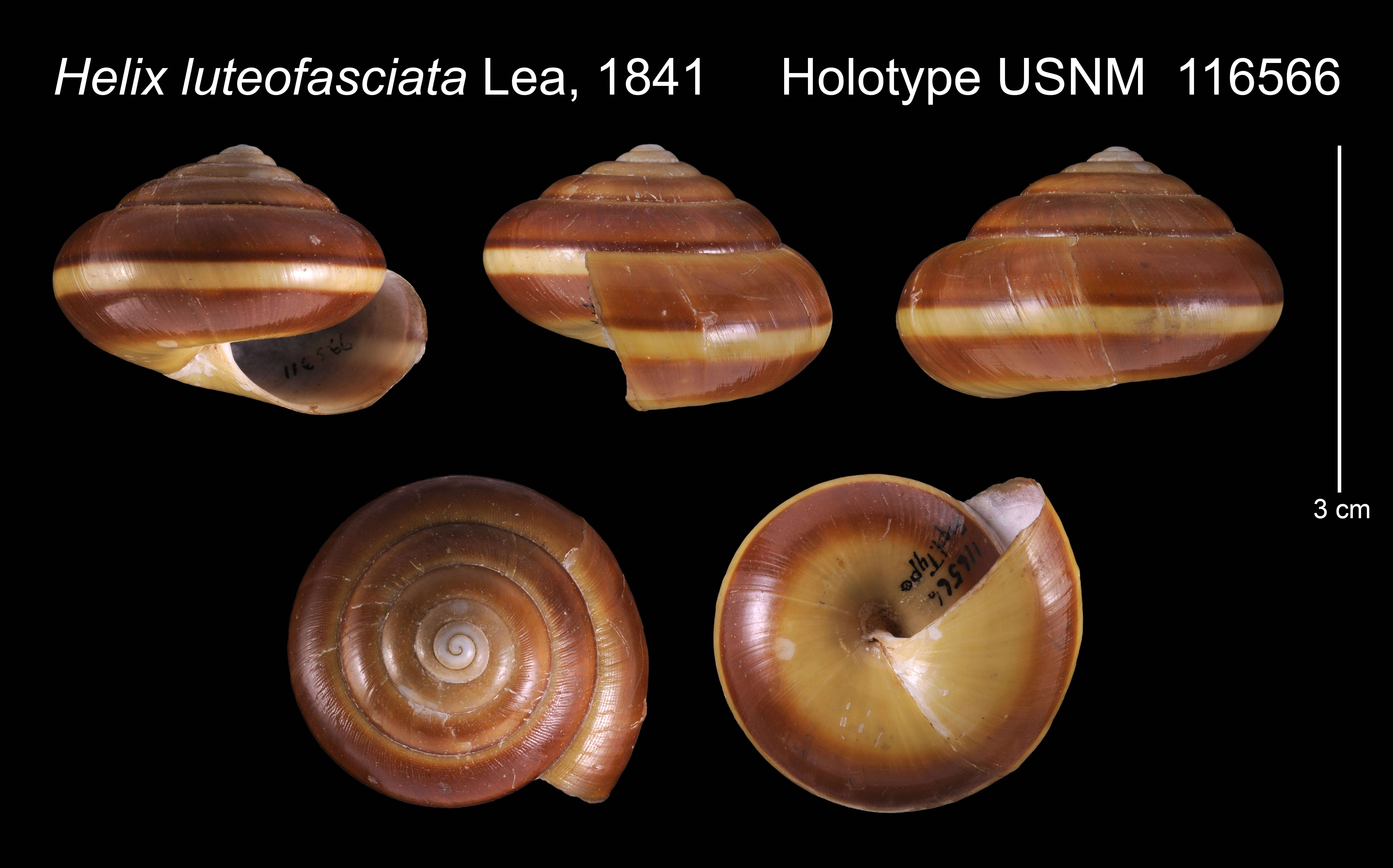 Image of <i>Helix luteofasciata</i> Lea