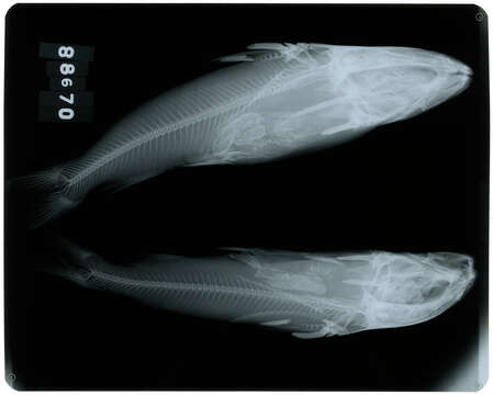 Image of Tete Sea Catfish