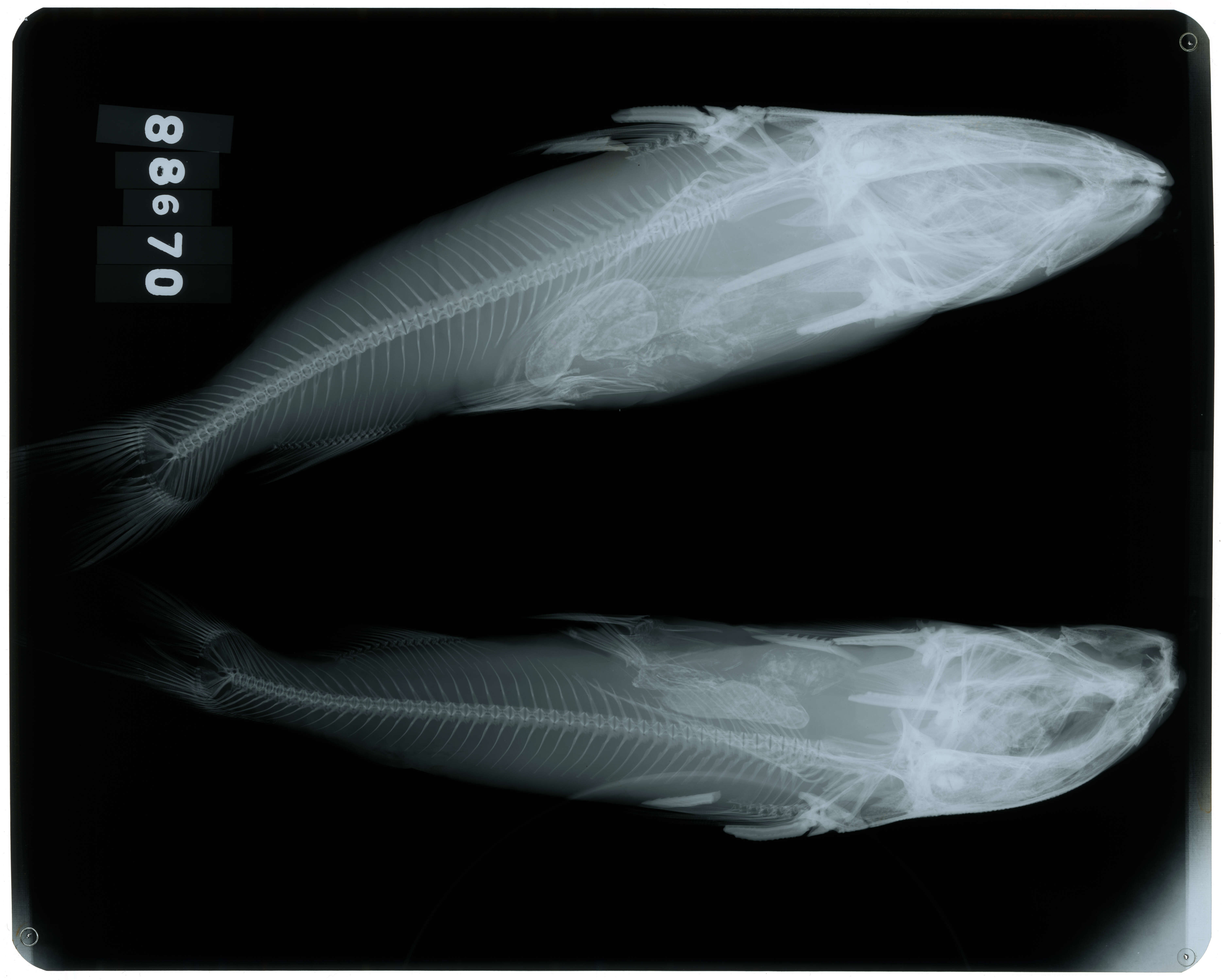 Image of Tete Sea Catfish