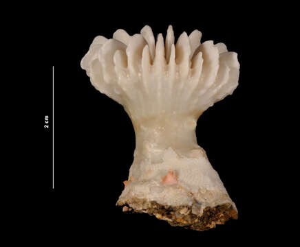 Image of Caillet's Fan Coral