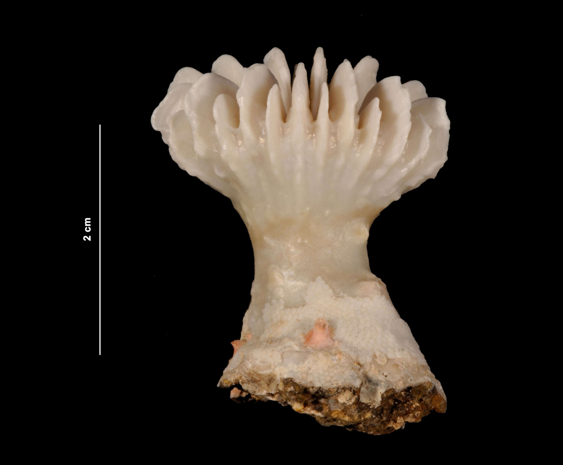 Image of Caillet's Fan Coral