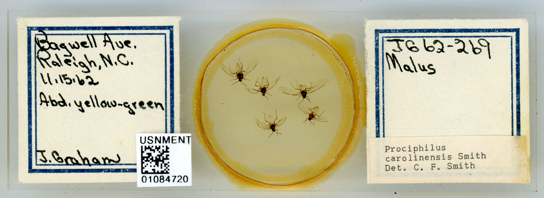 Image of Prociphilus (Prociphilus) carolinensis Smith & C. F. 1969