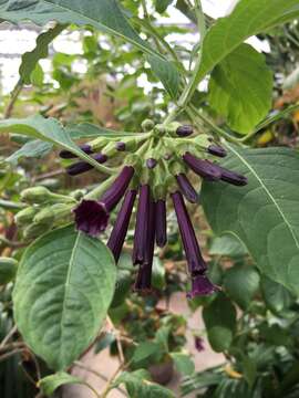 Image of Iochroma cyaneum (Lindl.) M. L. Green