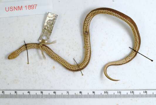 Image of Ring-necked Snake