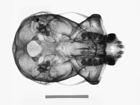 Image de Hylobates lar entelloides I. Geoffroy Saint-Hilaire 1842