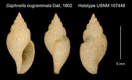 Plancia ëd Daphnella eugrammata Dall 1902