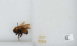 Image of Nevada Bumble Bee