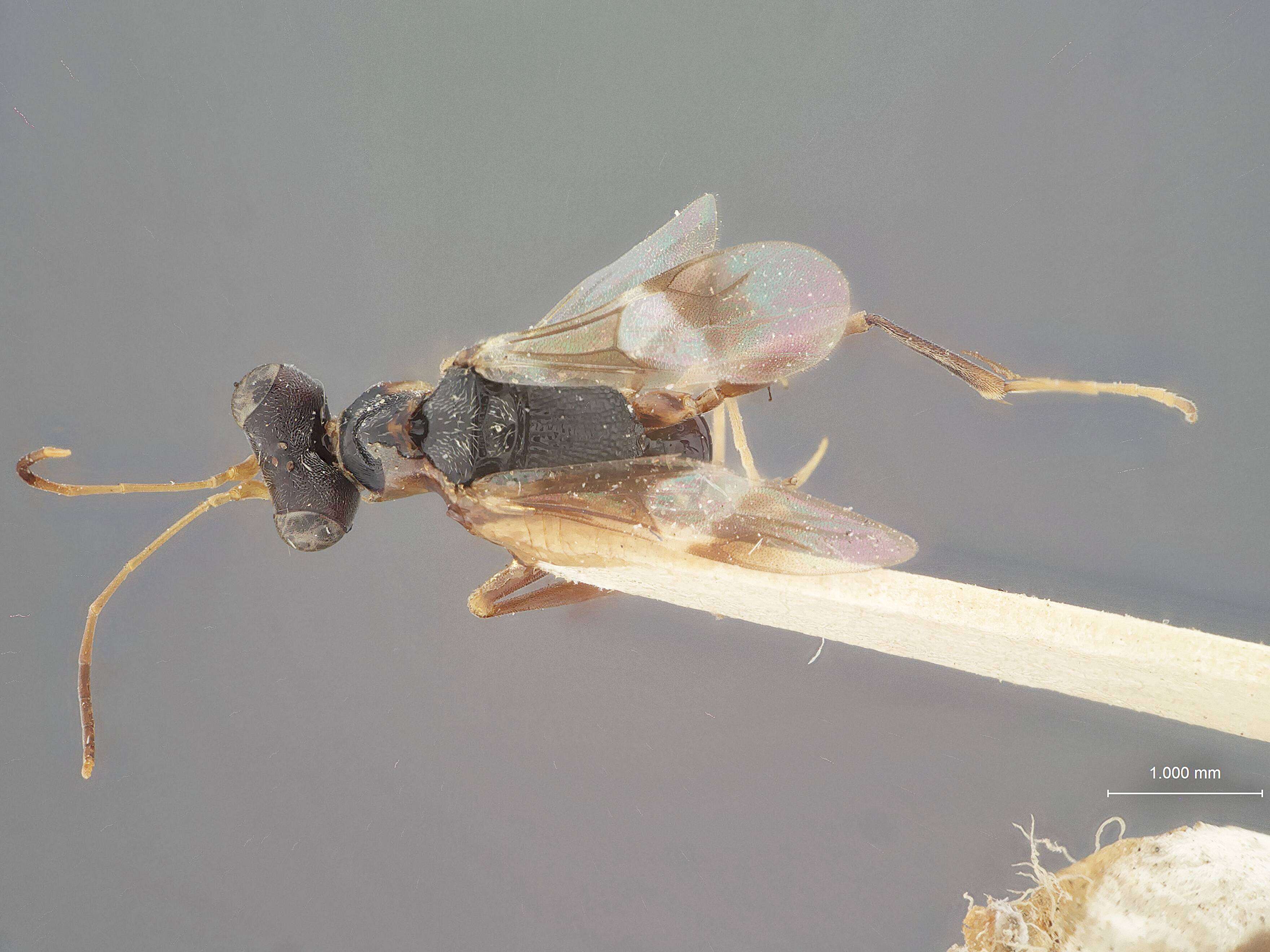 Image of Dryinus ormenidis Ashmead