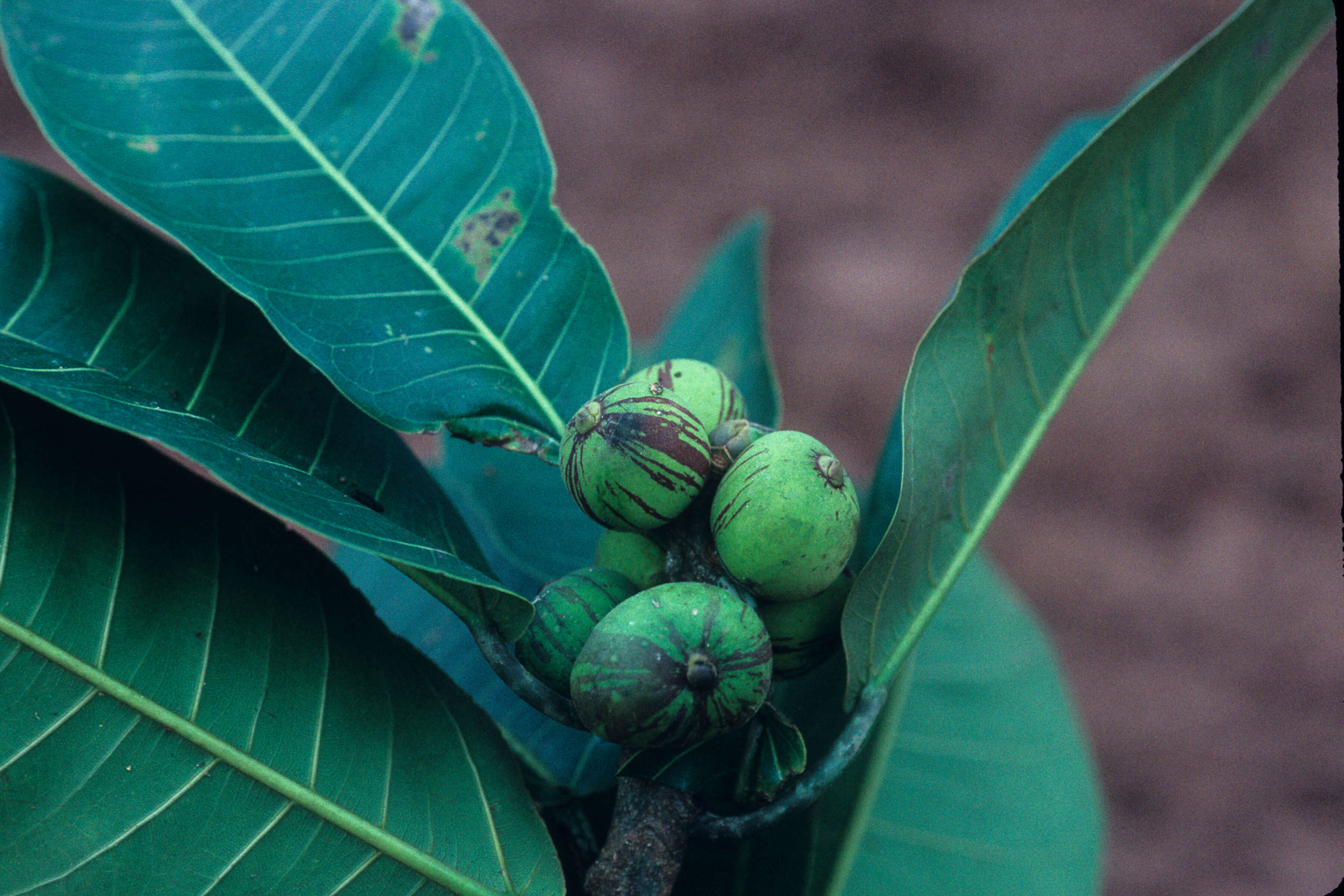 Image of Ficus paraensis (Miq) Miq.