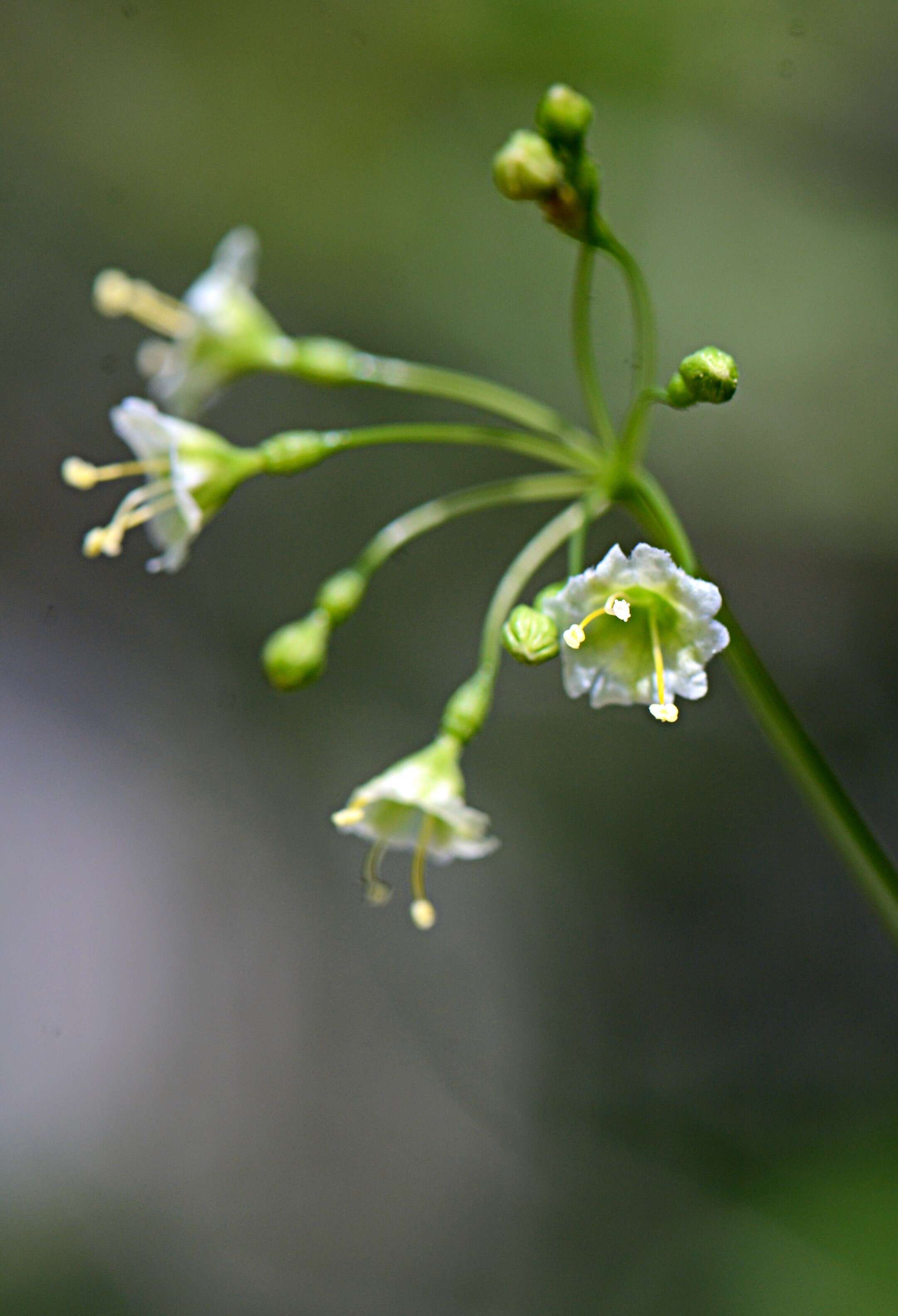 Image of Commicarpus scandens (L.) Standl.