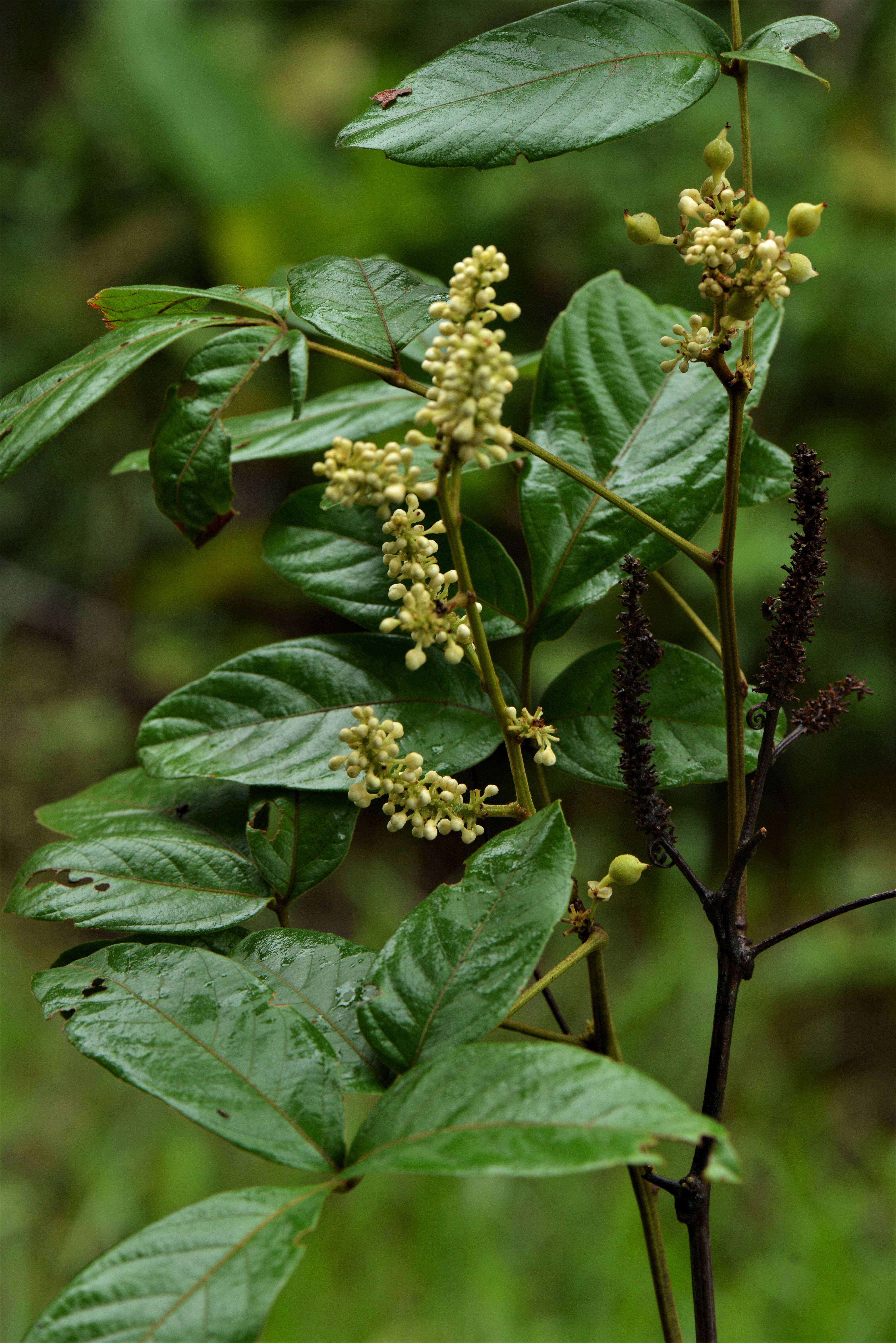 Imagem de Paullinia stellata L. Radlk.