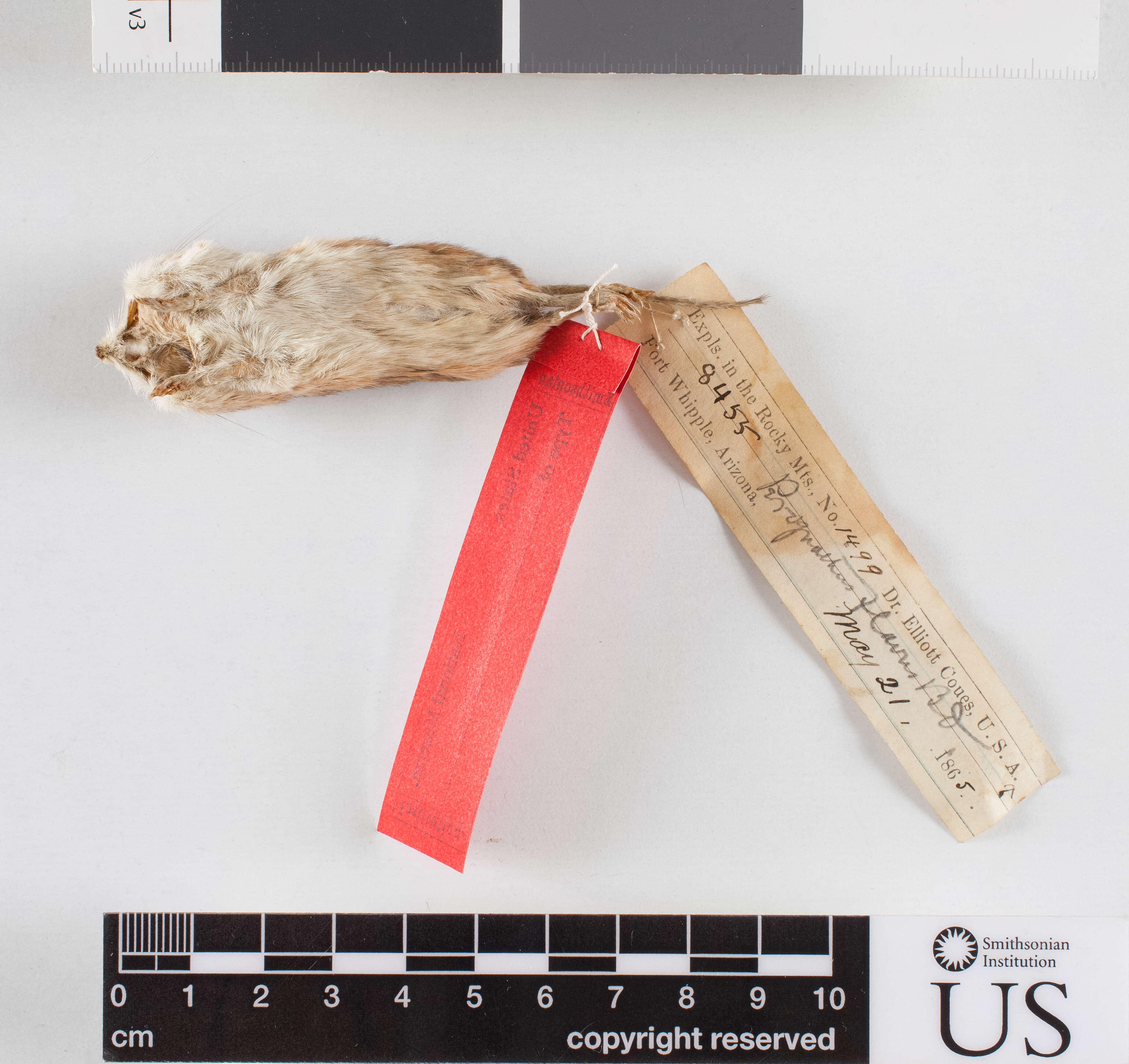 Image of Perognathus flavus bimaculatus Merriam 1889