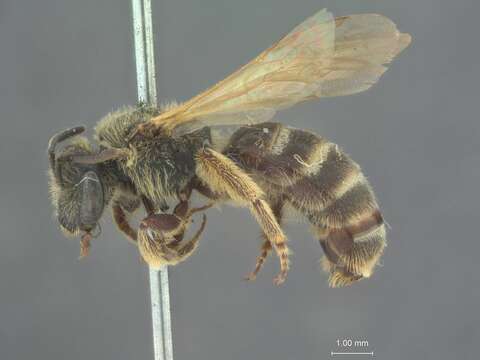 Image of Halictus