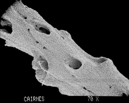 Image of Adelopora pseudothyron Cairns 1982