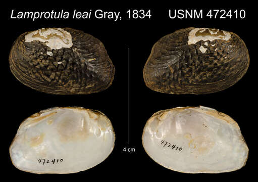 Image of Lamprotula leaii (Gray ex Griffith & Pidgeon 1833)