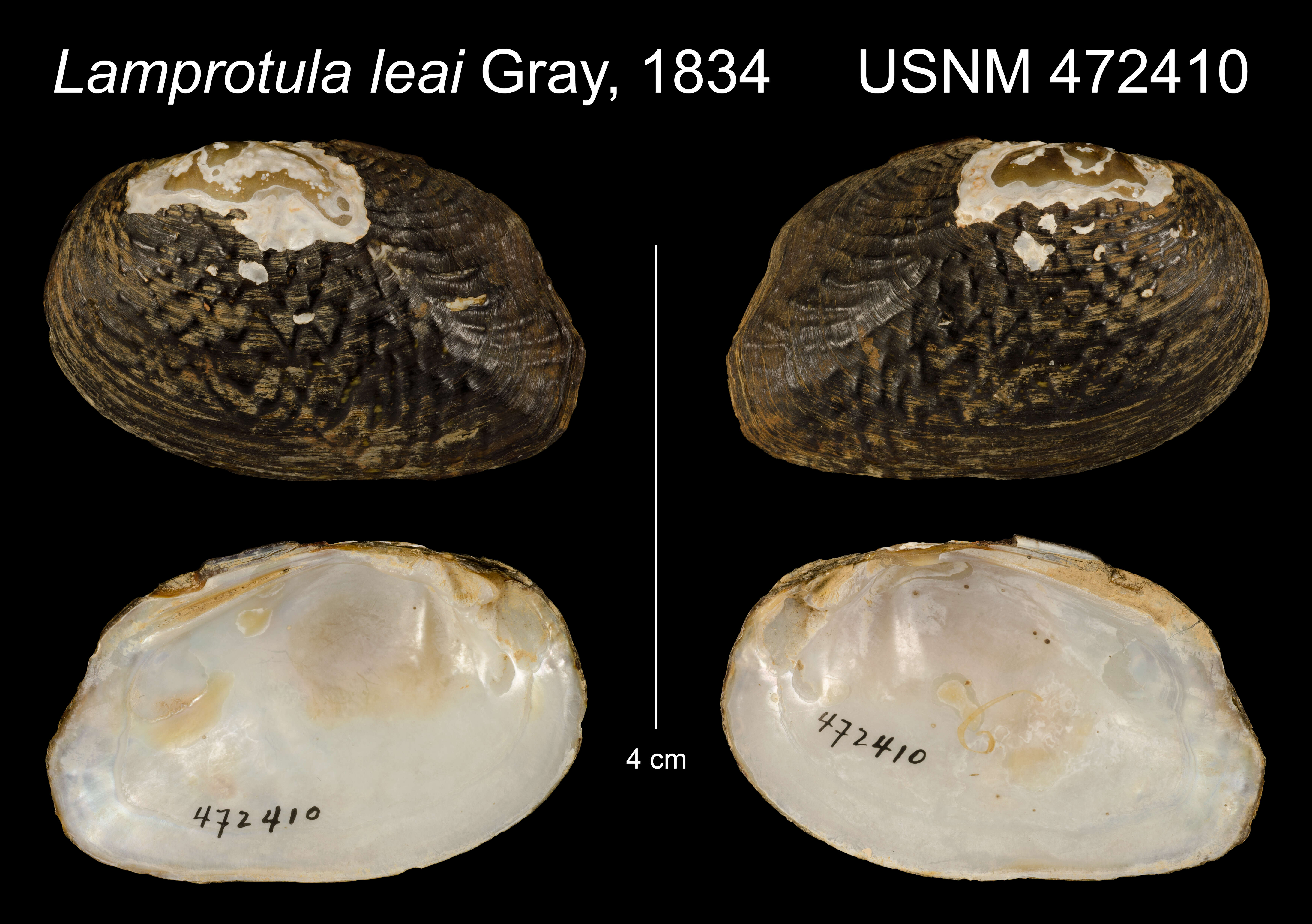Imagem de Lamprotula leaii (Gray ex Griffith & Pidgeon 1833)