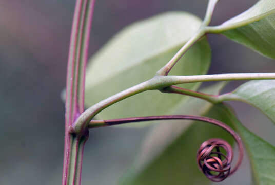 Image of Serjania obtusidentata Radlk.