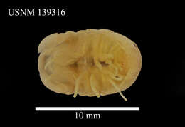 Image of Sphaeroma serratum (J. C. Fabricius 1787)