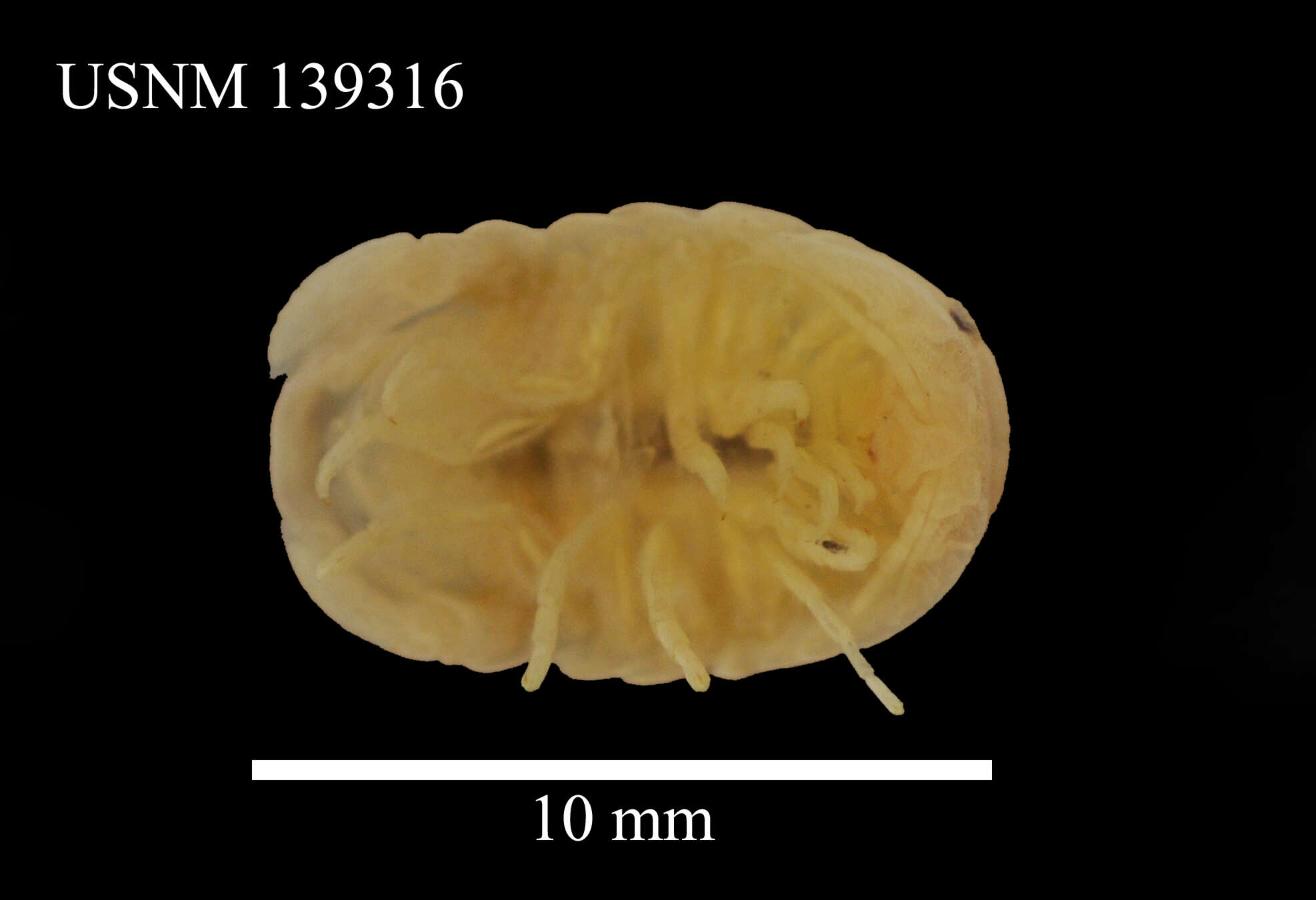 Image of Sphaeroma serratum (J. C. Fabricius 1787)