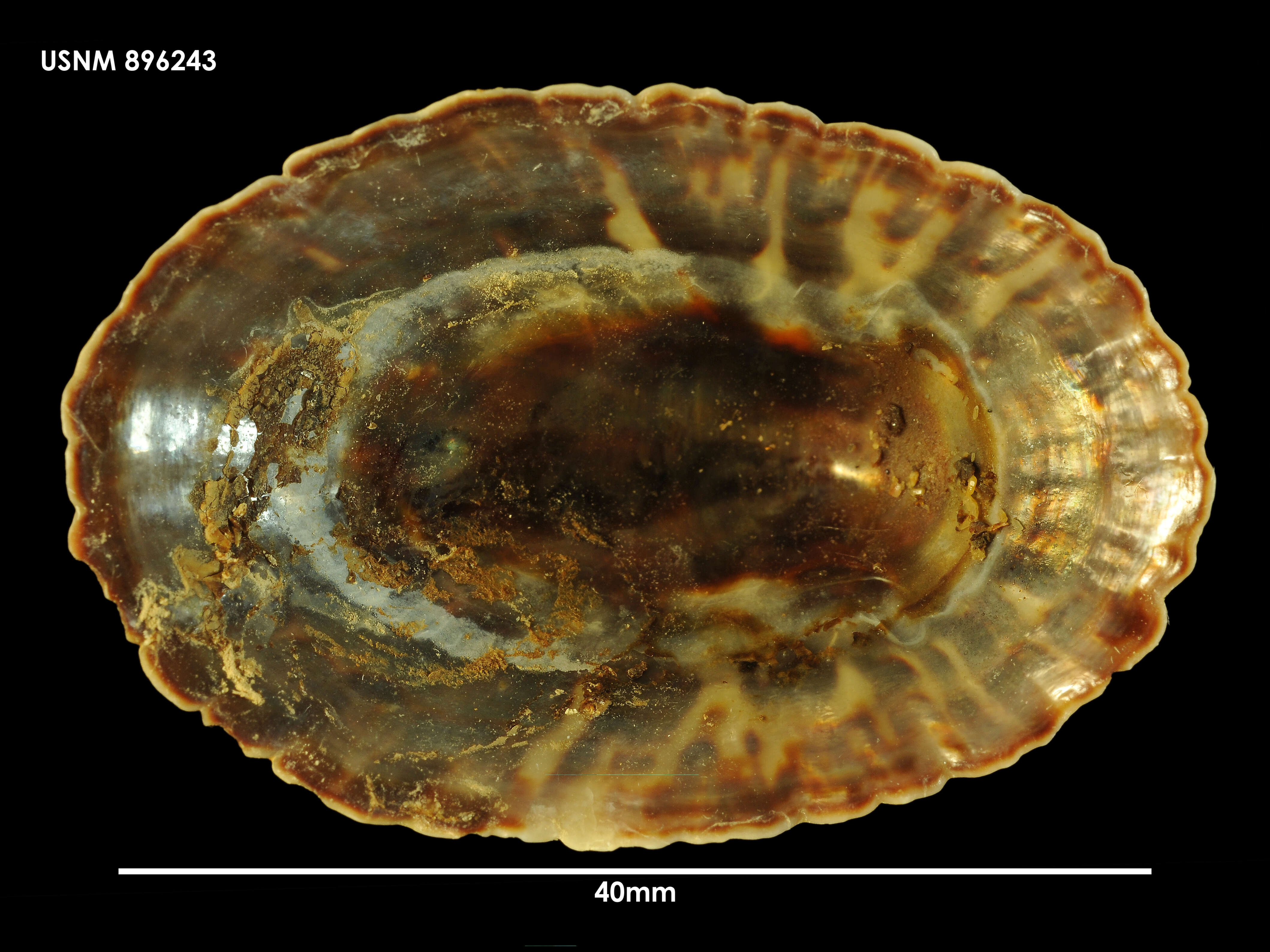 Image of golden limpet