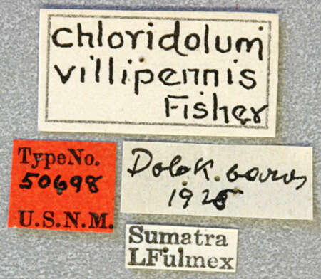 Image of Chloridolum vittipennis Fisher 1934