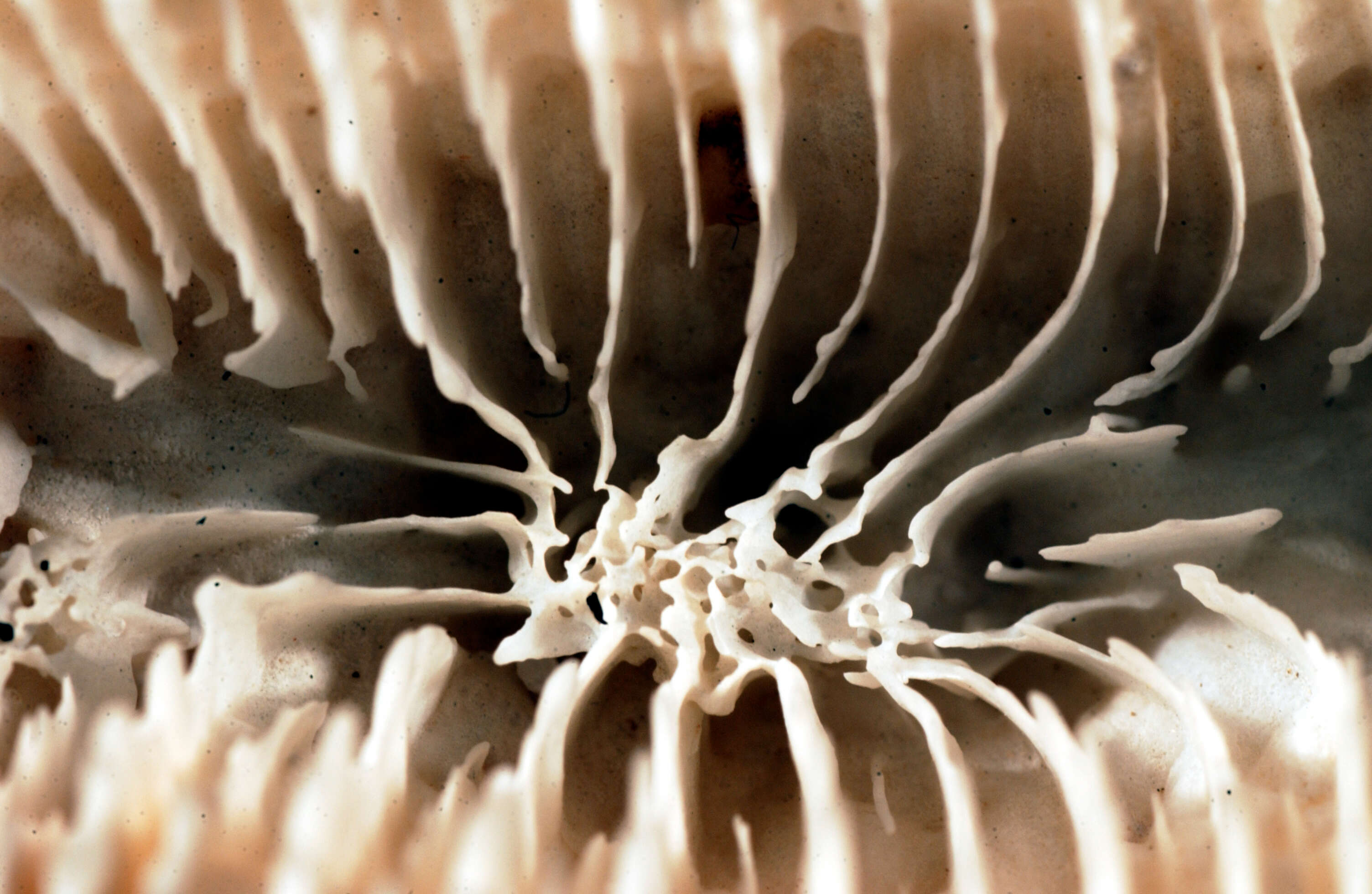 Image of Mussa cerebriformis Dana 1846